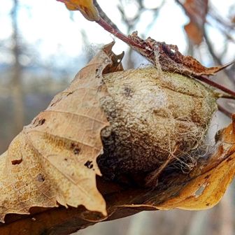 ヤママユガの仲間の繭