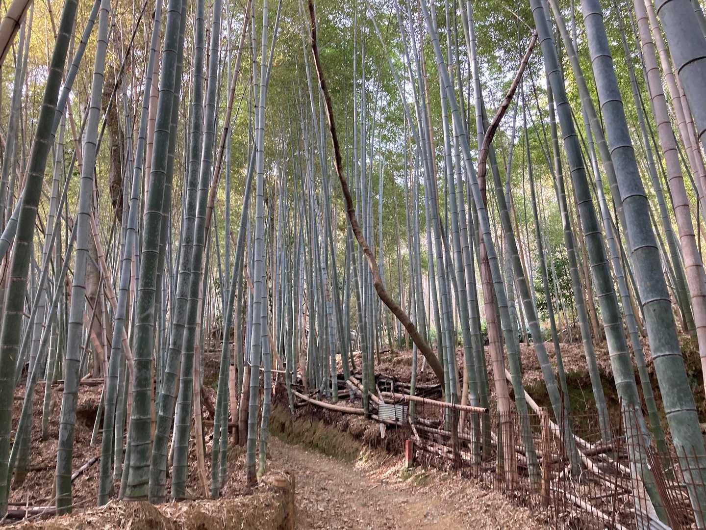阪急嵐山駅-ハイキングコース入口-松尾山-嵐山-烏ヶ岳-新 縦走コースの写真