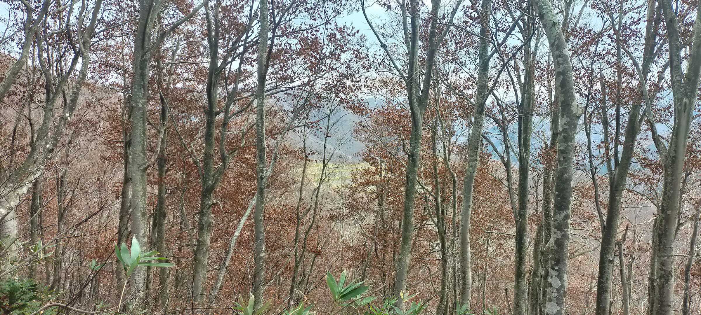 東岳 往復コースの写真