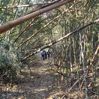 真夏は藪蚊がいっぱいいそうだね😨