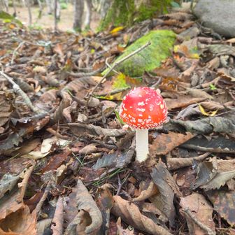 童話の世界 🍄
