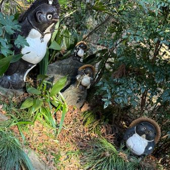 小仏峠のたぬき