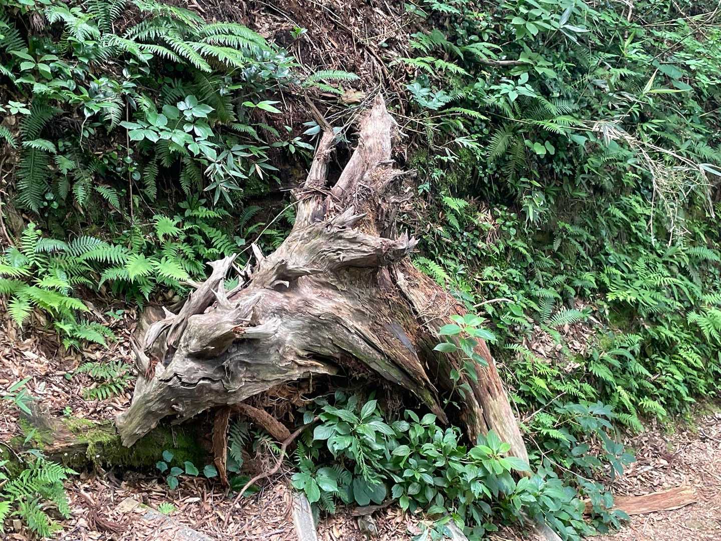 この山にも🐲が
よーく見てみて👀