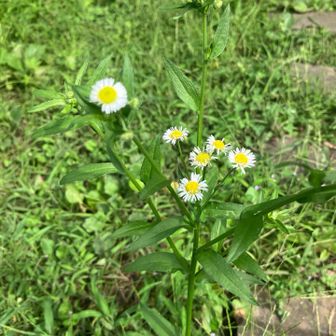 草花がお出迎え。🌼