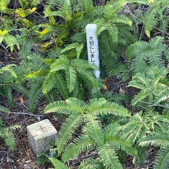 尊王山三角点。