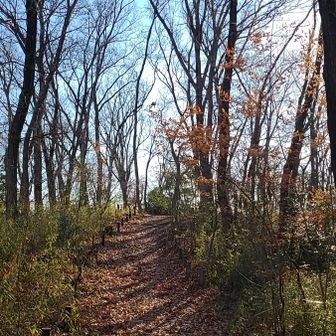 そろそろ前山(の山頂)です