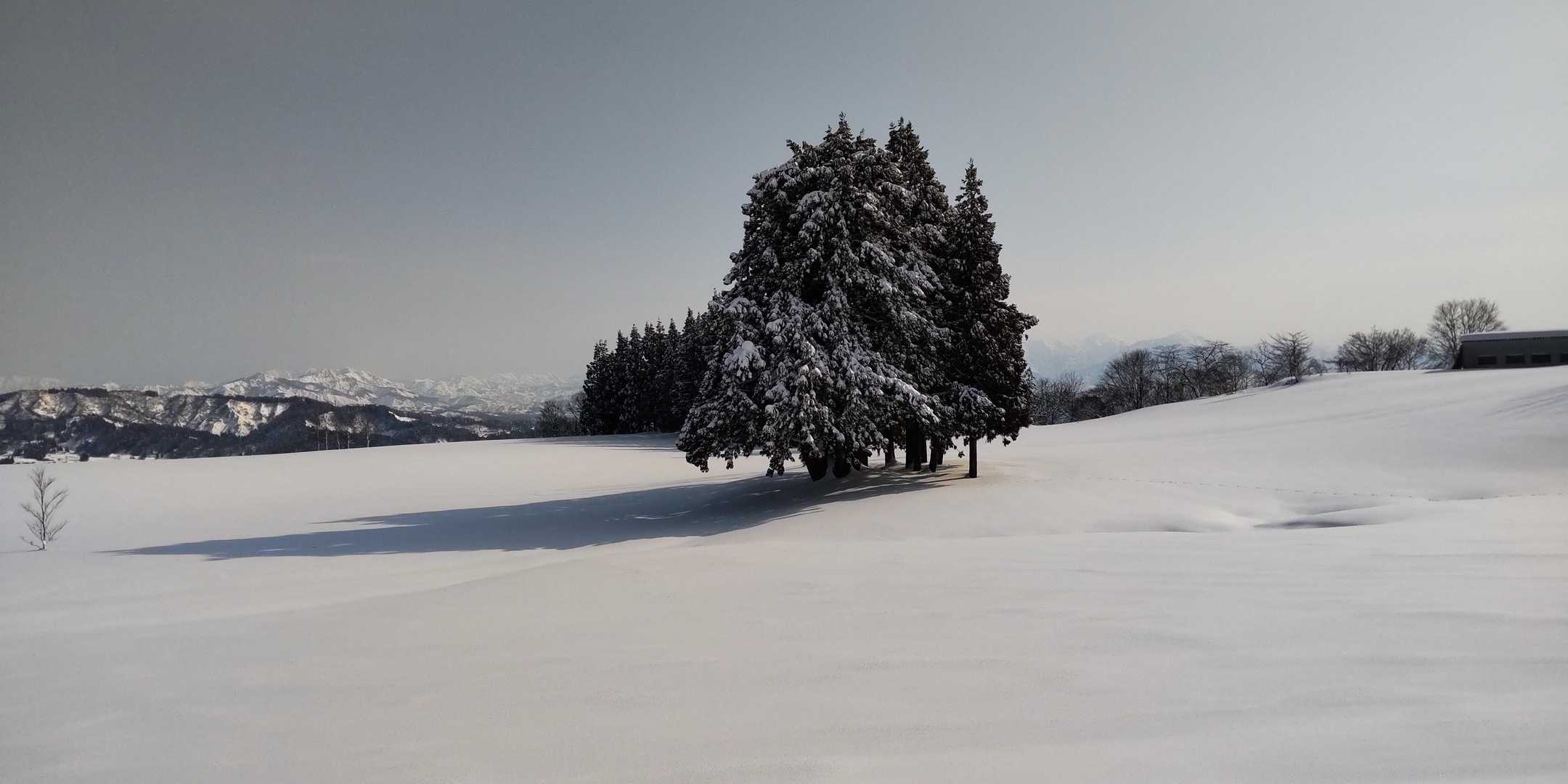 雪原はクリーミー❄
なんと!山頂方向から沢山パークへトレースが👀
どこから登って来たのかな?
ということで、ここからは２番手になっちゃった🙄