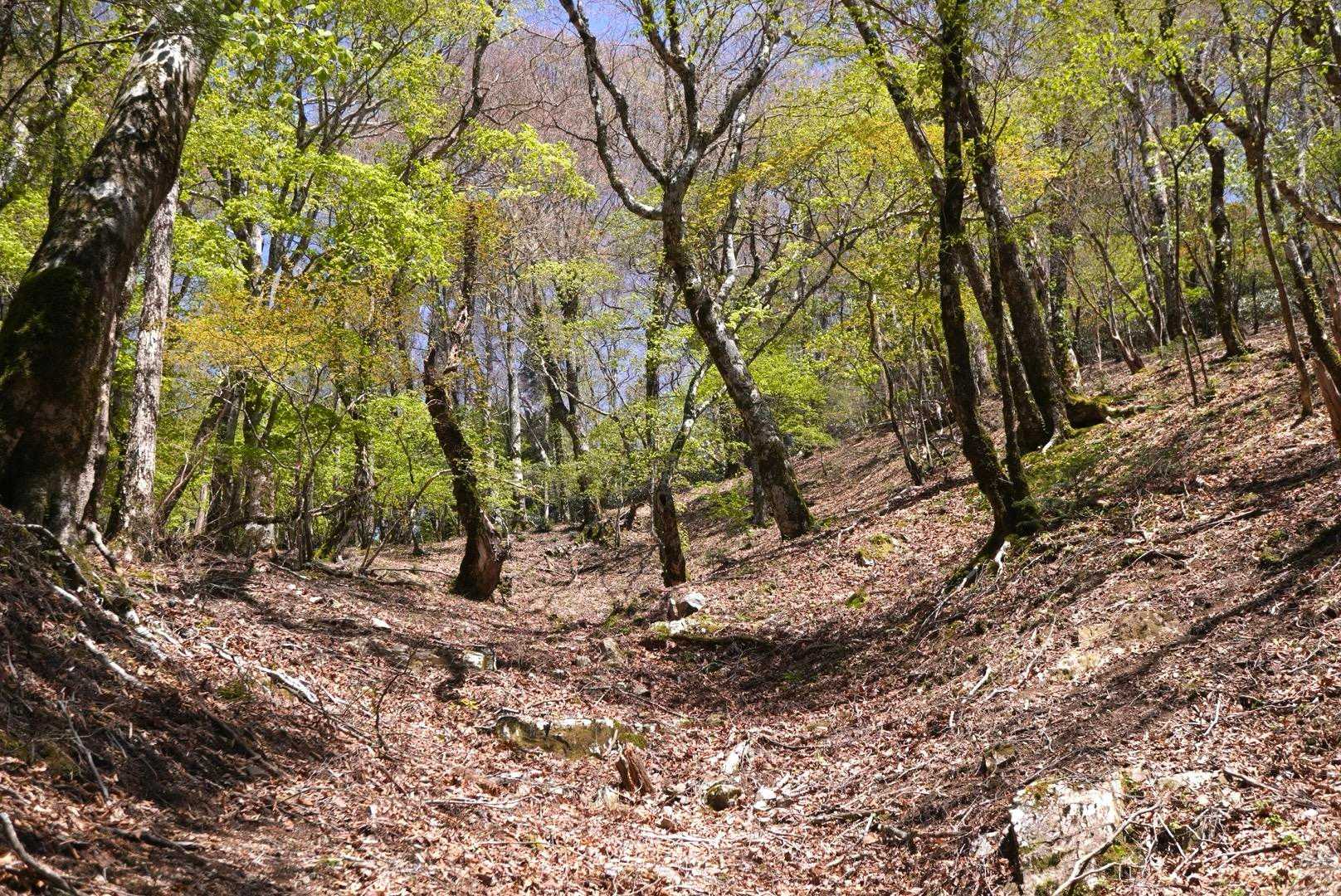 新緑が眩しい