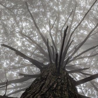 幻想的