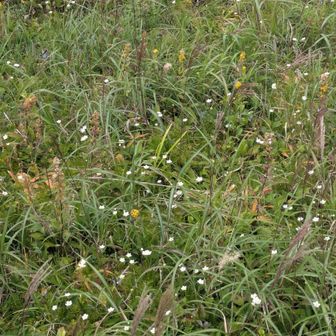 まぁ､これも「お花畑」って事で
　　　　　　　ｽﾐﾏｾﾝですね!