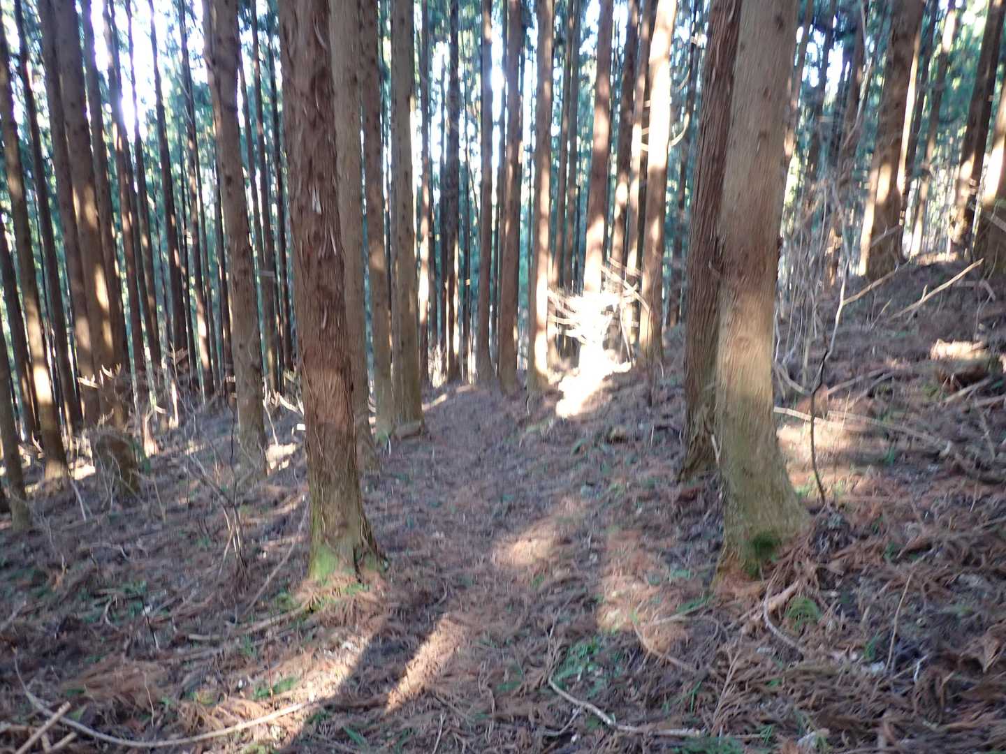 暗い杉林を進む。