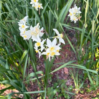 ホワイトペーパーの水仙