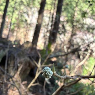 ミツマタのこども💛