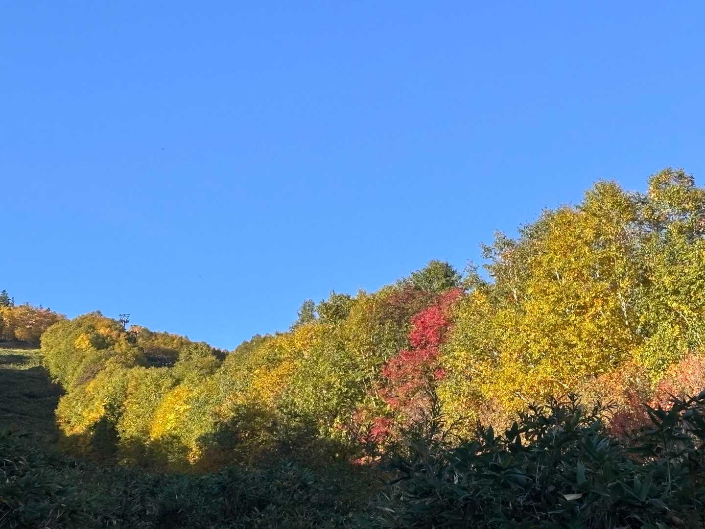 両サイドの木に日が当たり紅葉が綺麗です🤩