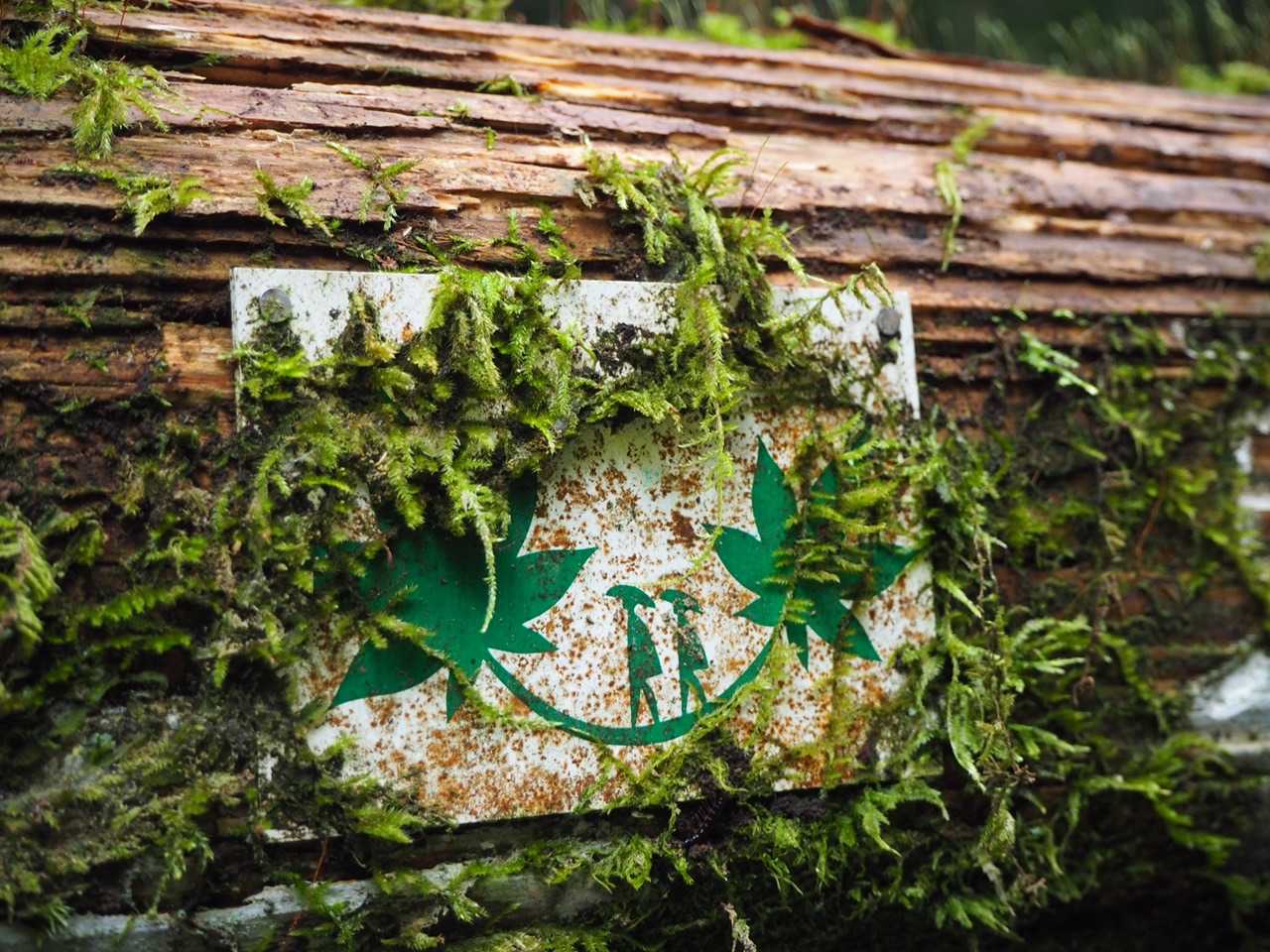 コケー☘️☘️
