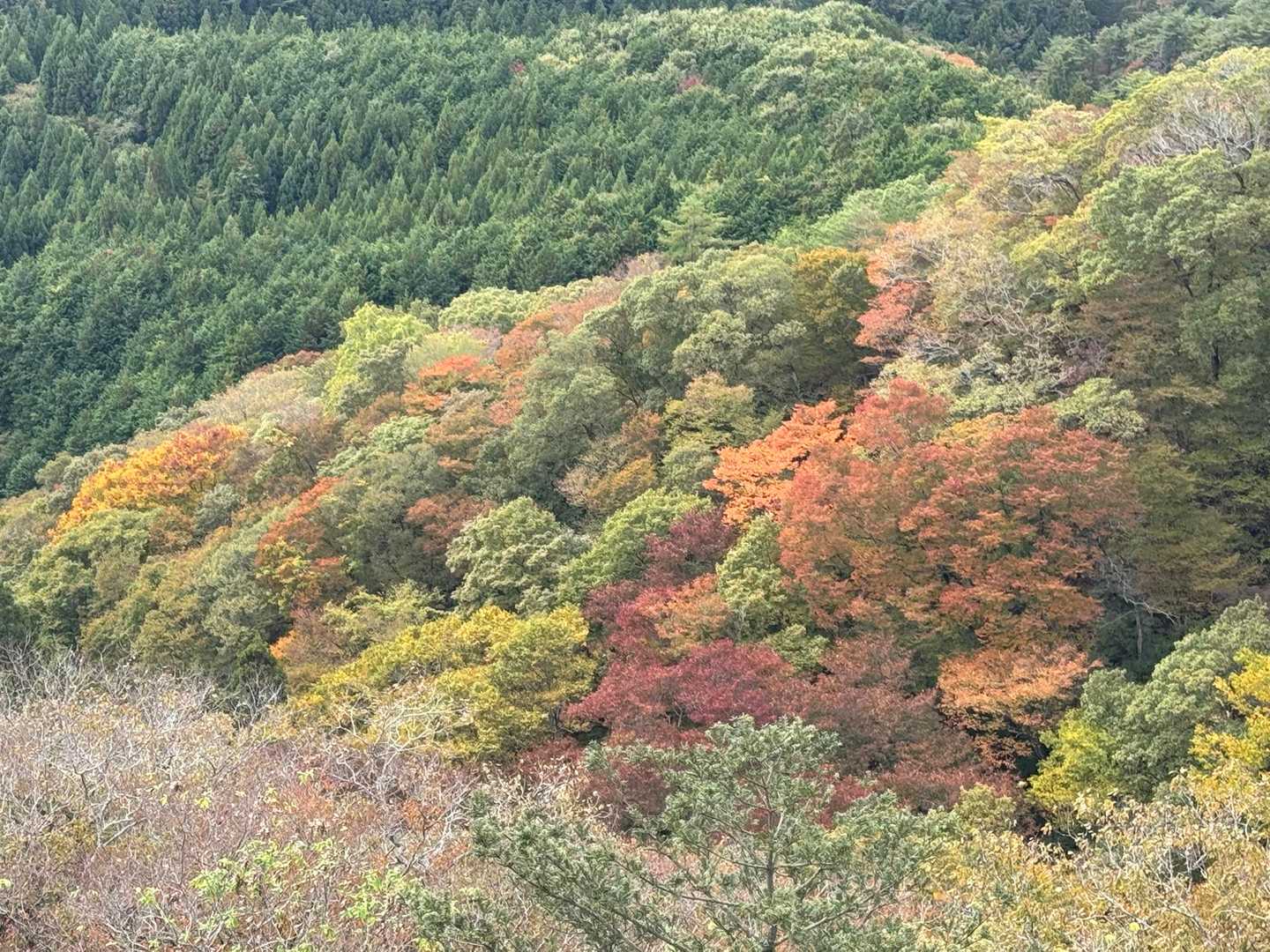 🍁