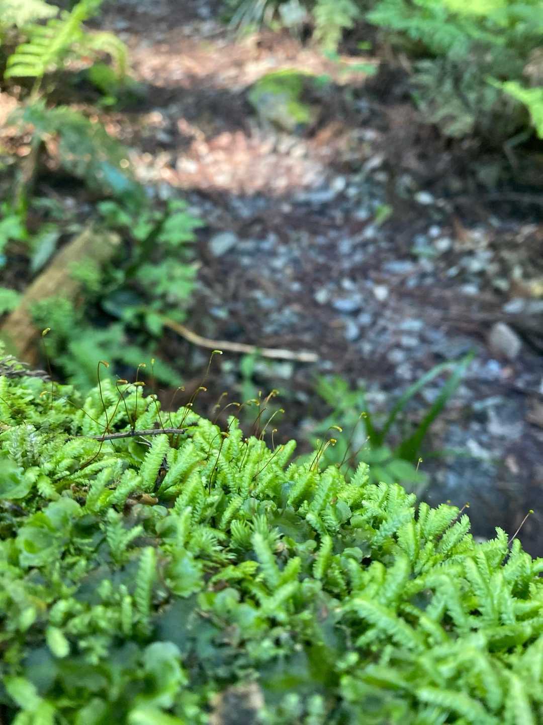 瑞梅寺登山口-井原山 往復コースの写真