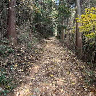 歩きやすい登山道。