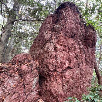 この辺りは赤い岩チャートが多いですね