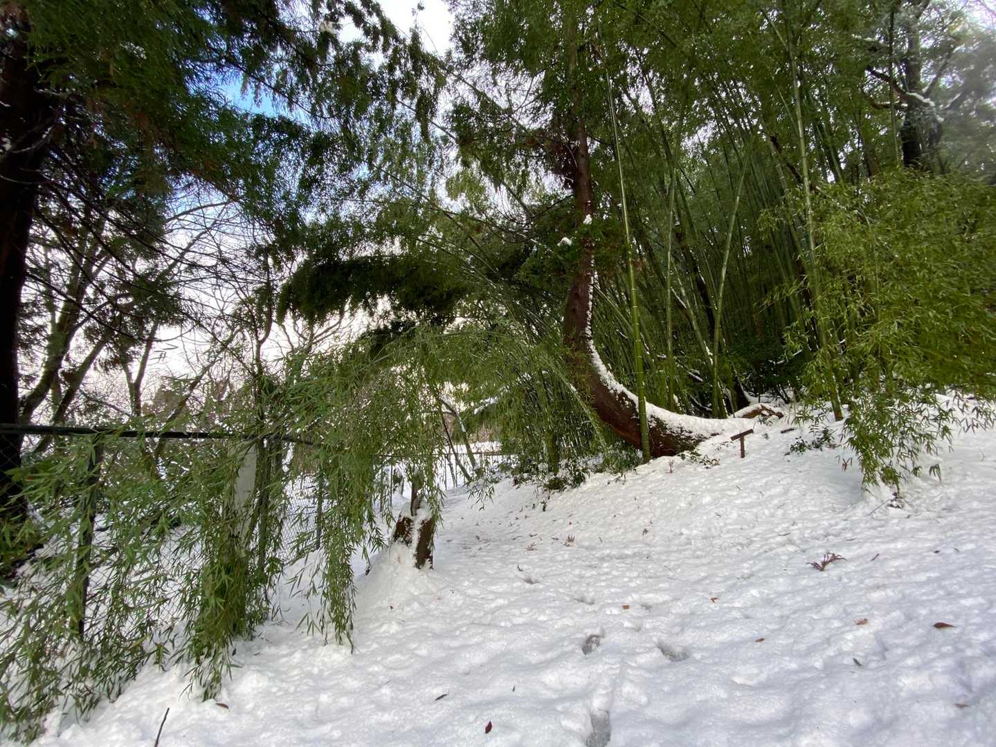 竹が雪の重みで曲がってる🎋
何カ所か竹をくぐって進んでたら、どこかで安定の水筒落とし（笑）