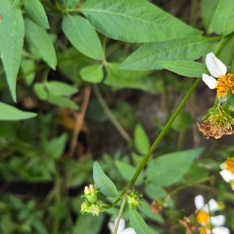 花も少ないから石段の花でも撮るかな
オオバナノセンダンクサ…長い名前だなぁー覚えきらんばい