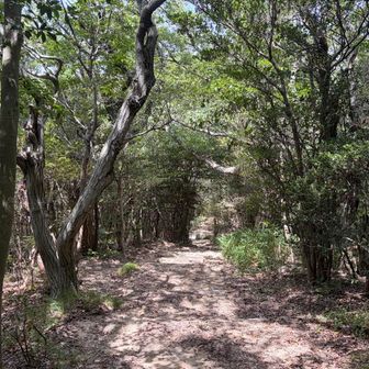 やっと登山って感じの道になった✊
