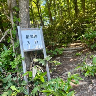ここから新井山へ
工場中だったので、迷ってたら
お向かいの大倉山の駐車場係りのおじさまに「ここからだよ」と教えて頂きました