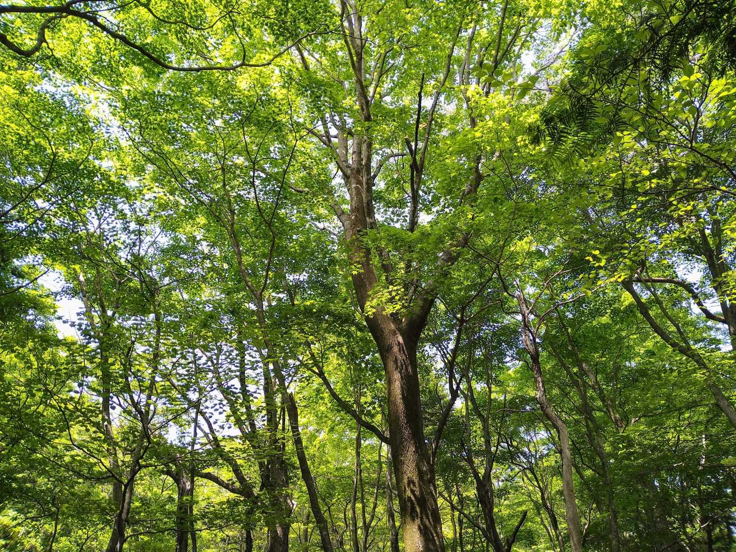 帰路も新緑を堪能します🤗
