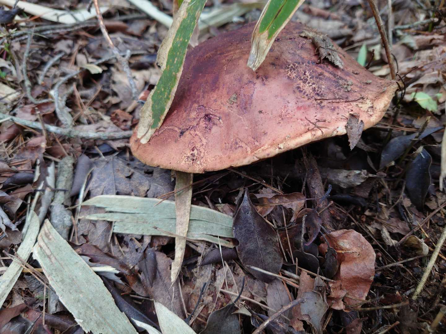 でかい🍄