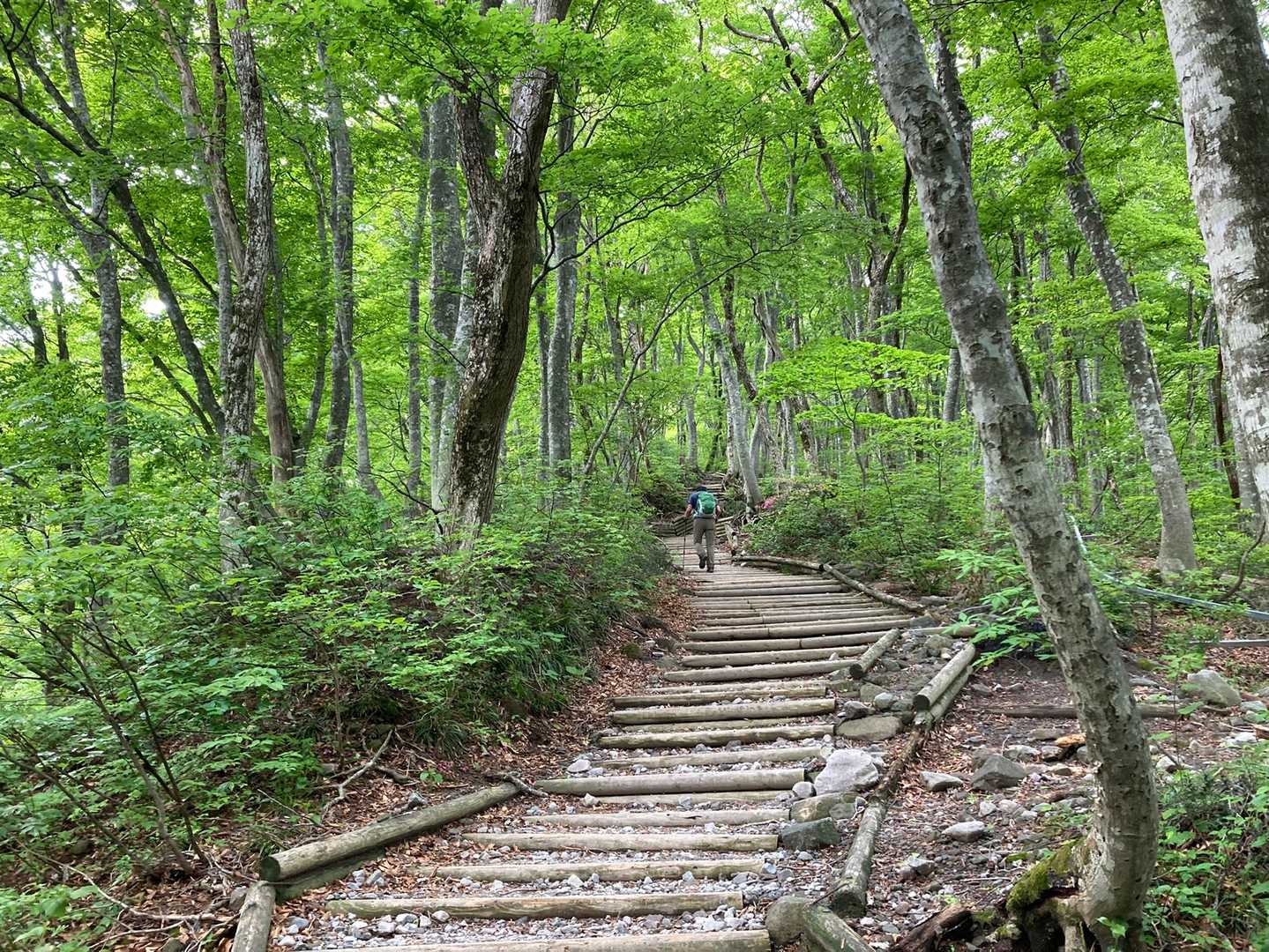新緑のブナ林はあまりにも鮮やか。この時期は森林限界より下が楽しい。
