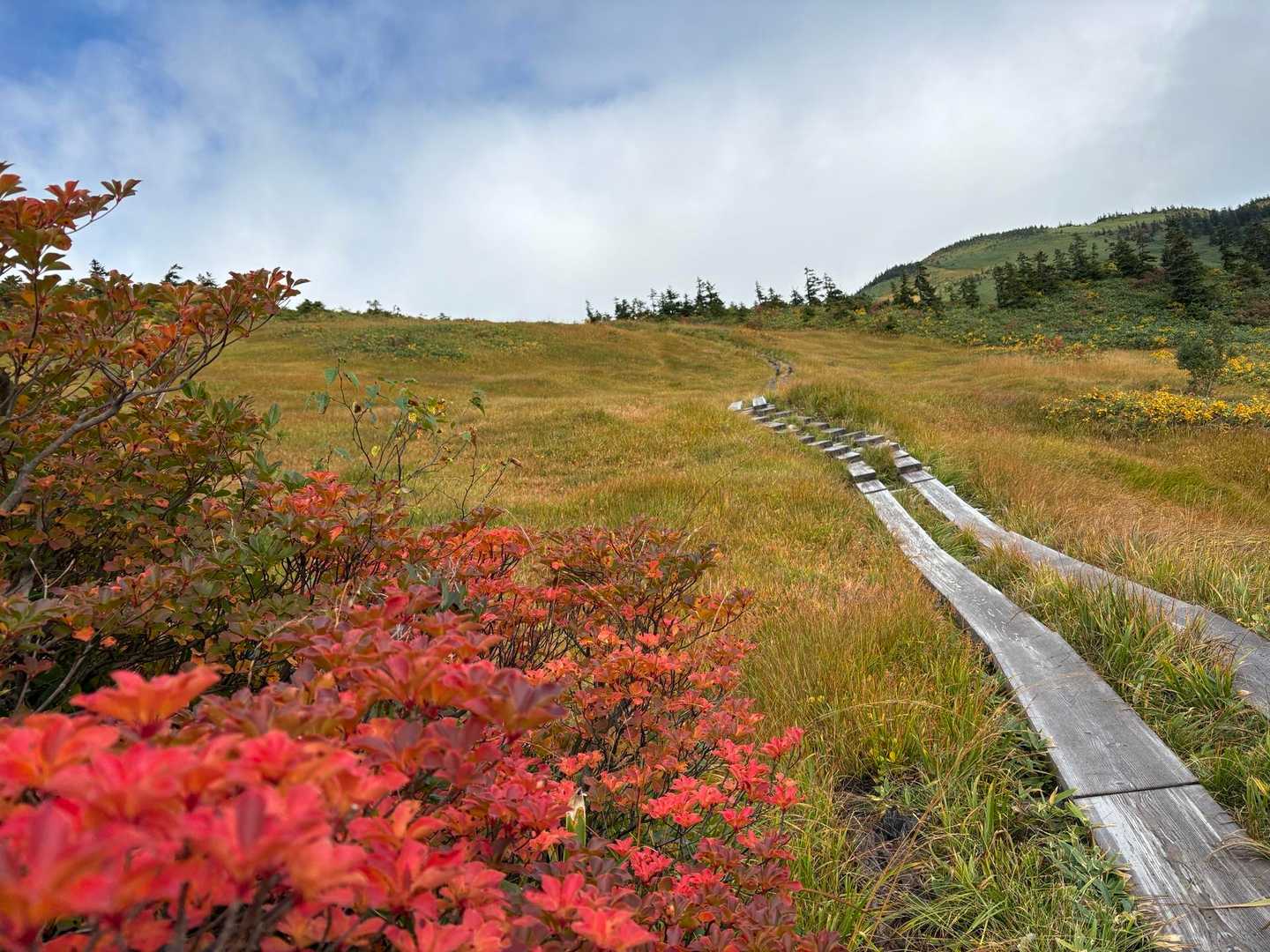 滝沢登山口-駒ノ大池-会津駒ヶ岳 往復コースの写真