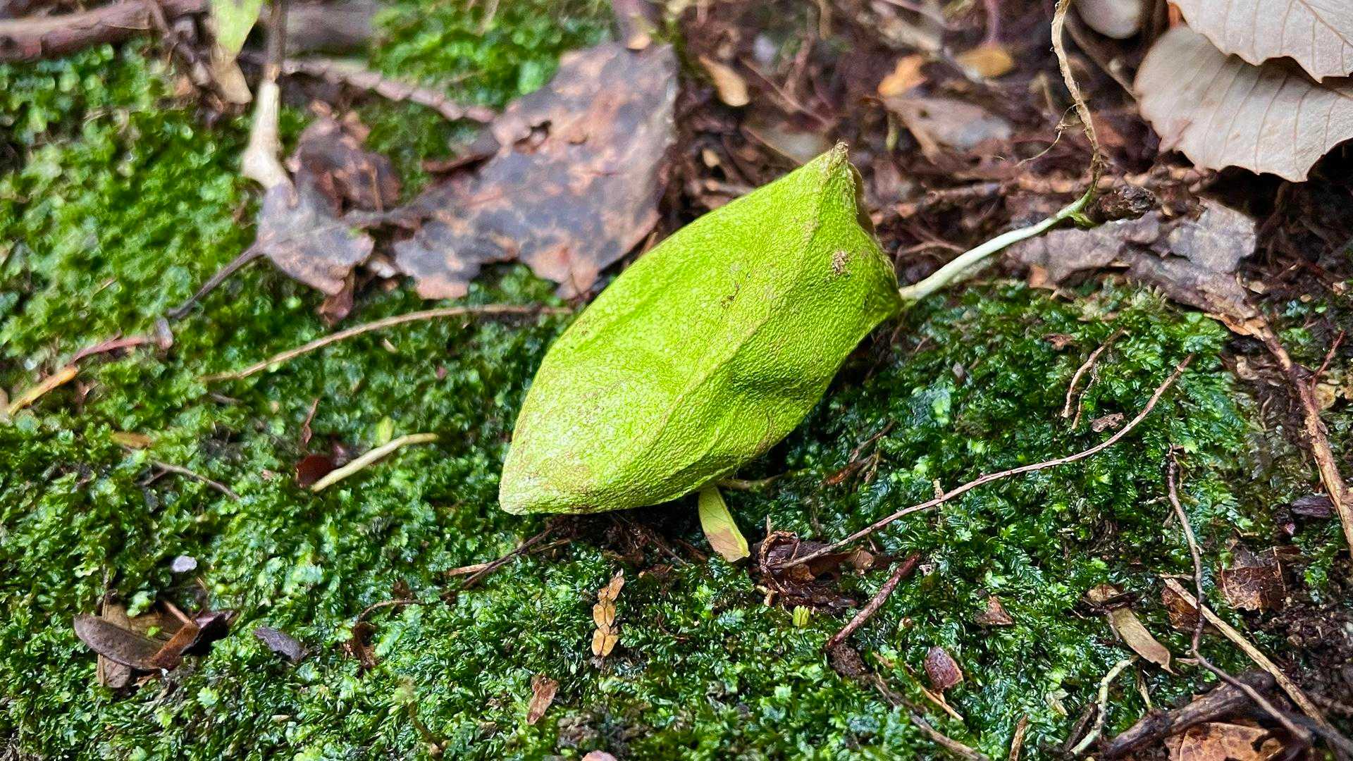 ウスタビガの繭✨
久しぶりに見た気がします🤣