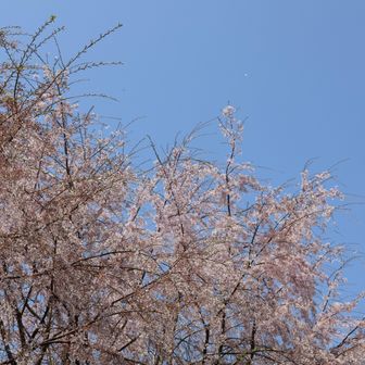 はかない感じです