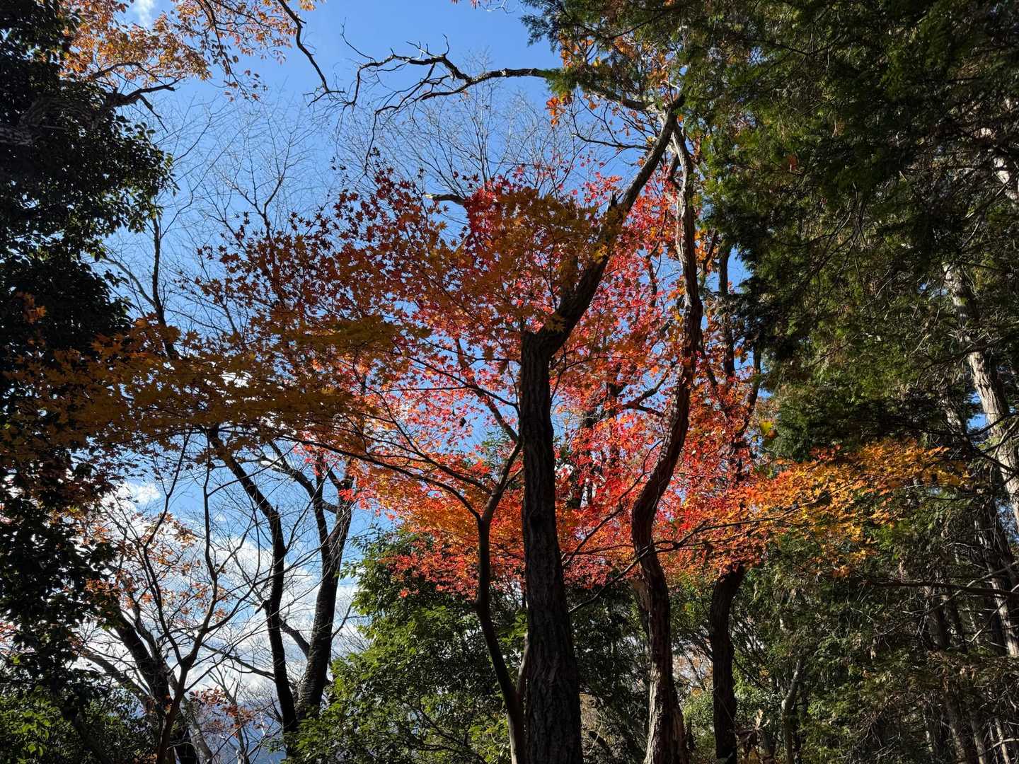 榎窪山-三沢峠-泰光寺山-西山峠-中沢山-中沢峠-大洞山 往復コースの写真