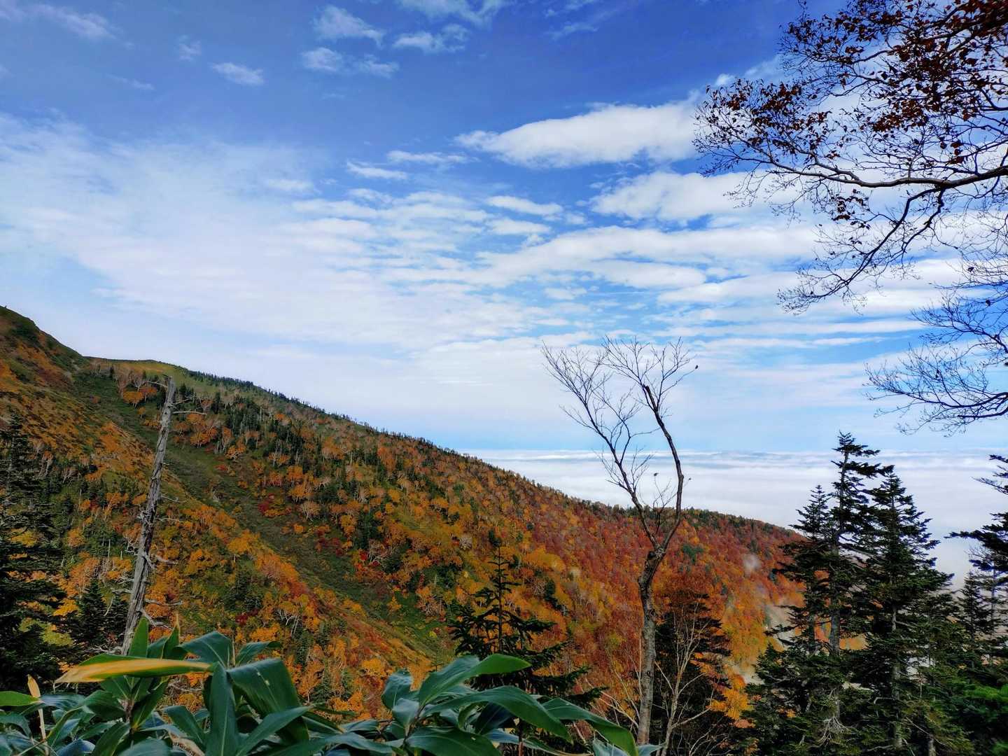 滝沢登山口-駒ノ大池-会津駒ヶ岳 往復コースの写真