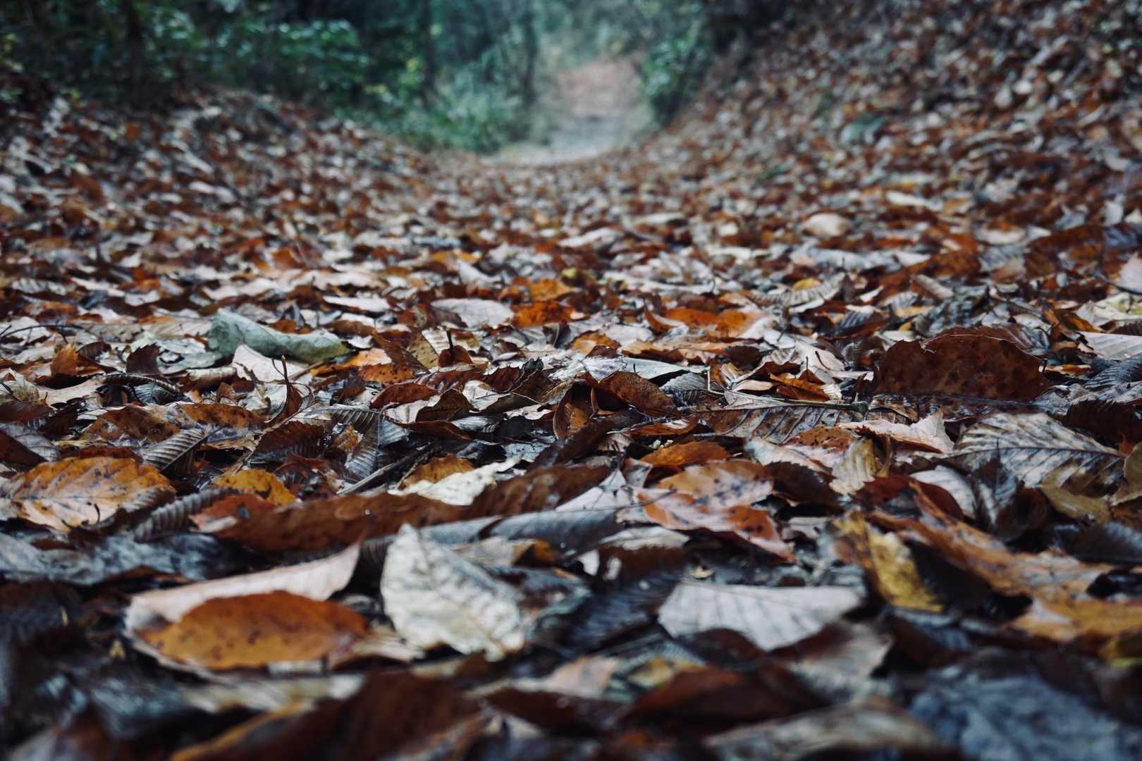 落葉🍁