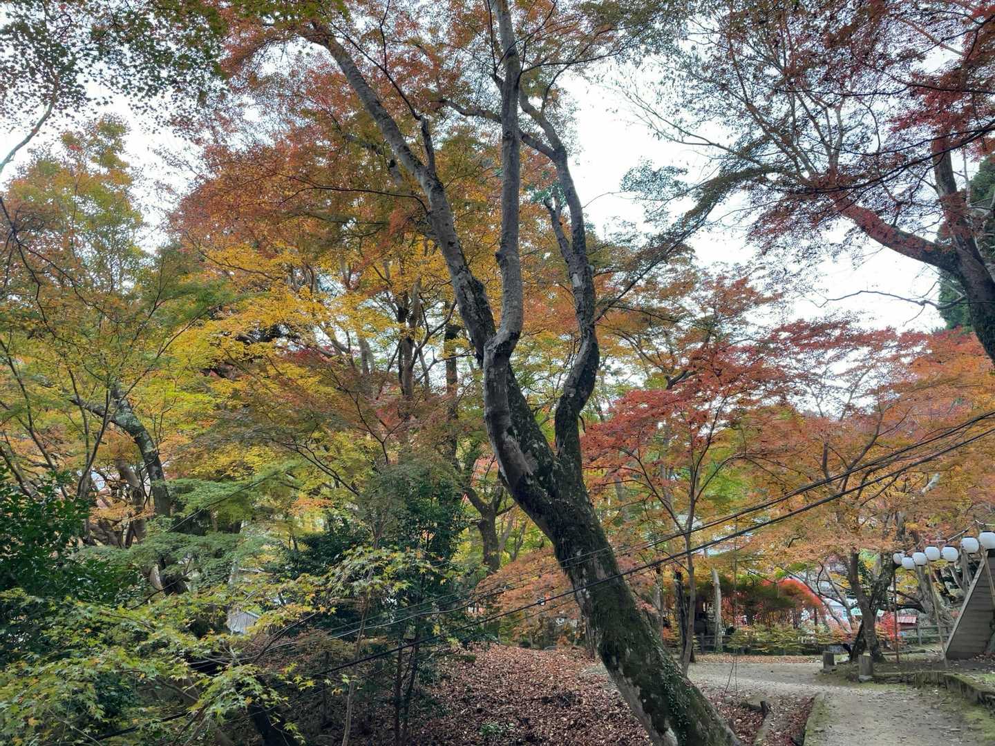 紅葉してるけどイイ絵が撮れない