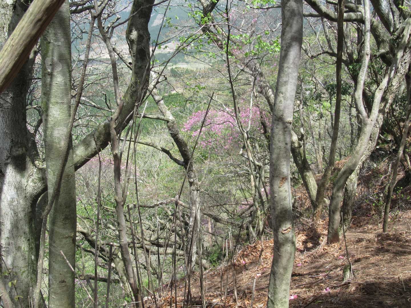 黒原越-赤川浦岳 往復コースの写真