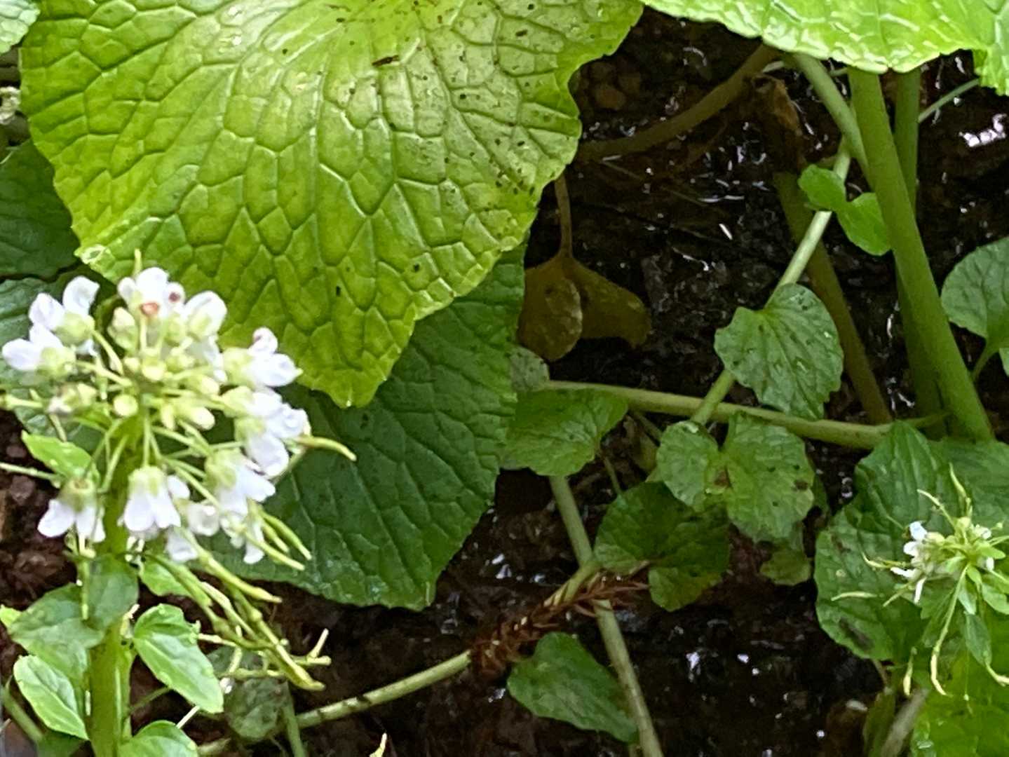 お花咲いてました♬