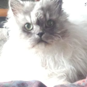 ブナの妖精 ブナッシー