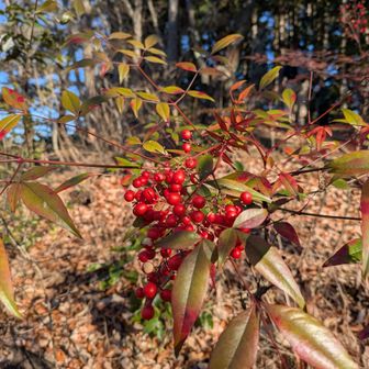 この時期に赤い実見るとお正月の雰囲気に😄