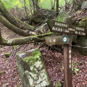 ここから本格的の登山道