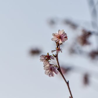 本年もありがとうございました。

来年はちゃんとレポ書きます。たぶん
