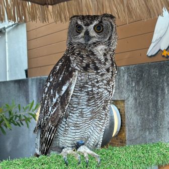 長谷駅に向かって左側の歩道を歩いていると、看板フクロウに遭遇🤗
剥製ではなく生きた本物です
撫で撫でしてもじっと大人しくしています