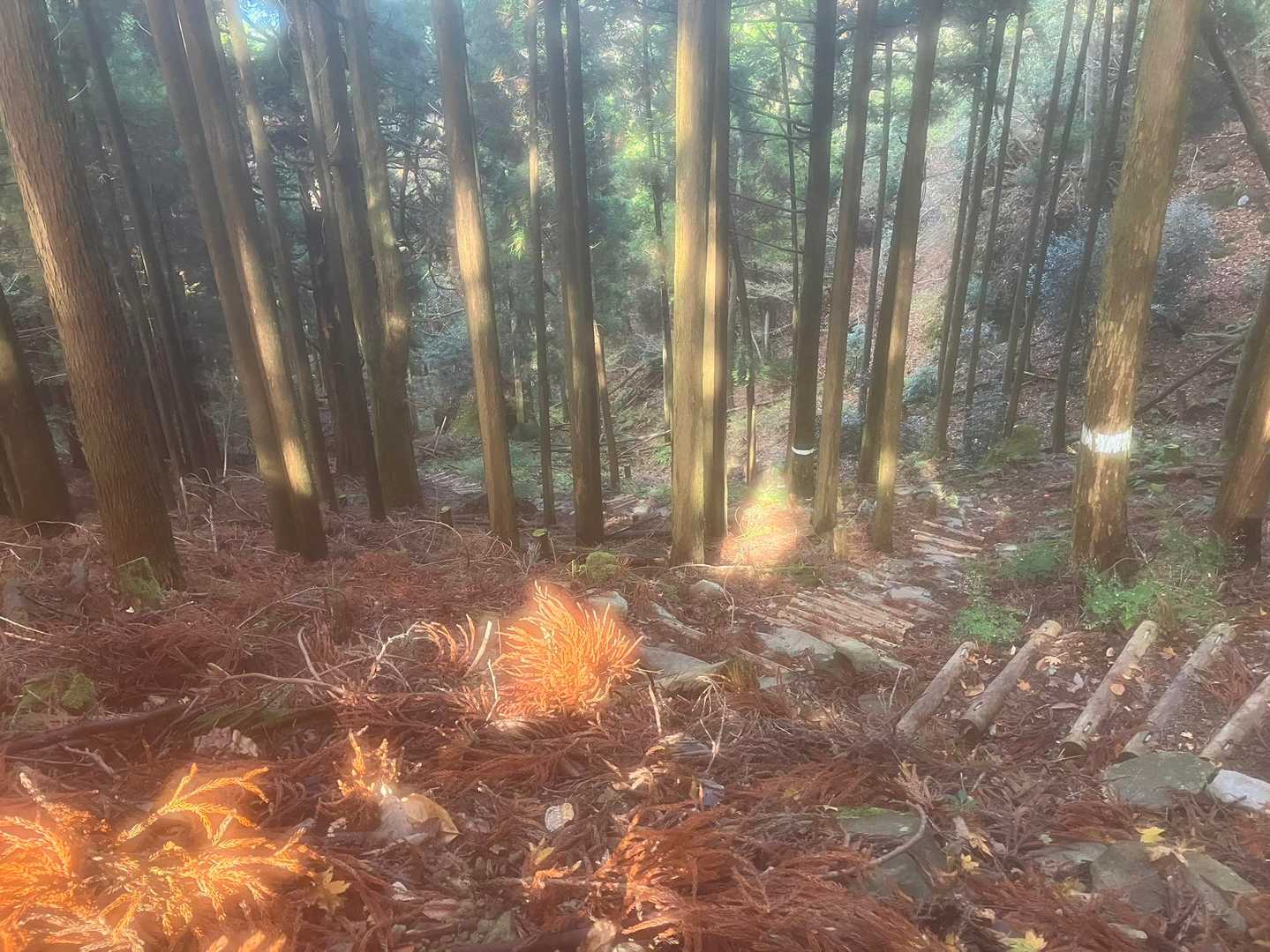 後光が素晴らしい
