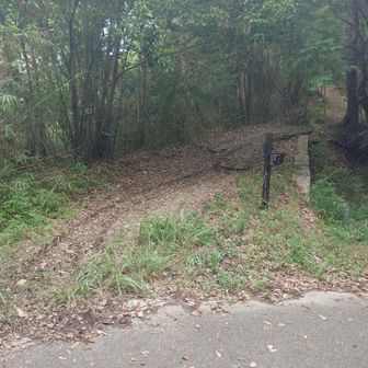 ついに山道に入ります。