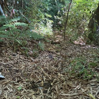 最近番場ヶ谷への足跡が増えてる感じですが、足が泥まみれで水の中を歩く用意していなければ推奨しません