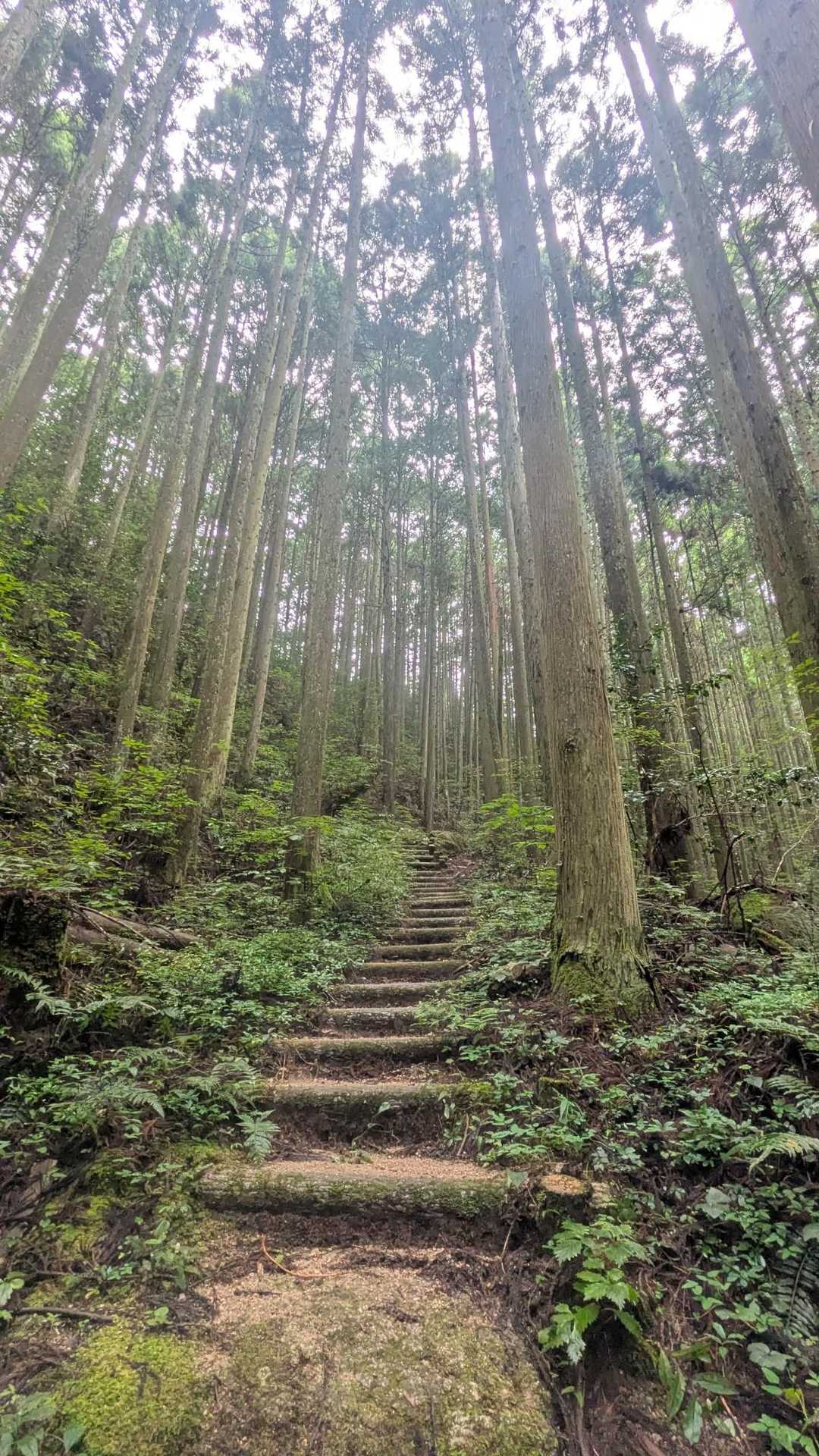 窓ヶ山⛰️におじゃまします
スターティン🚶‍♀️💨
登りキツっ🤣