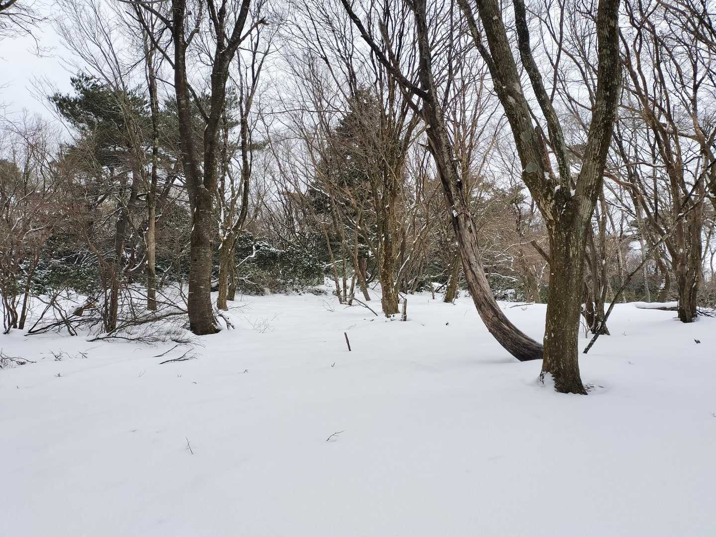 登山道から外れた未踏の場所でも10cmほどだからダイブもしませ〜ん🤣
