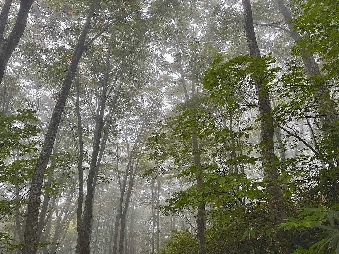 八方台登山口-磐梯山 周回コースの写真